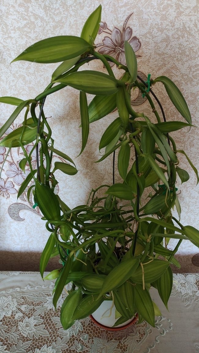 Незвичайна орхідея - Ванілька (Vanilla)