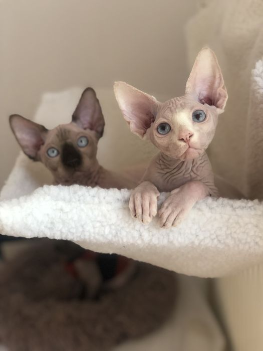 Братики канадики