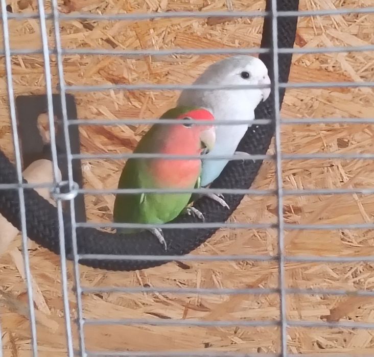 Casal agapornis reprodutor