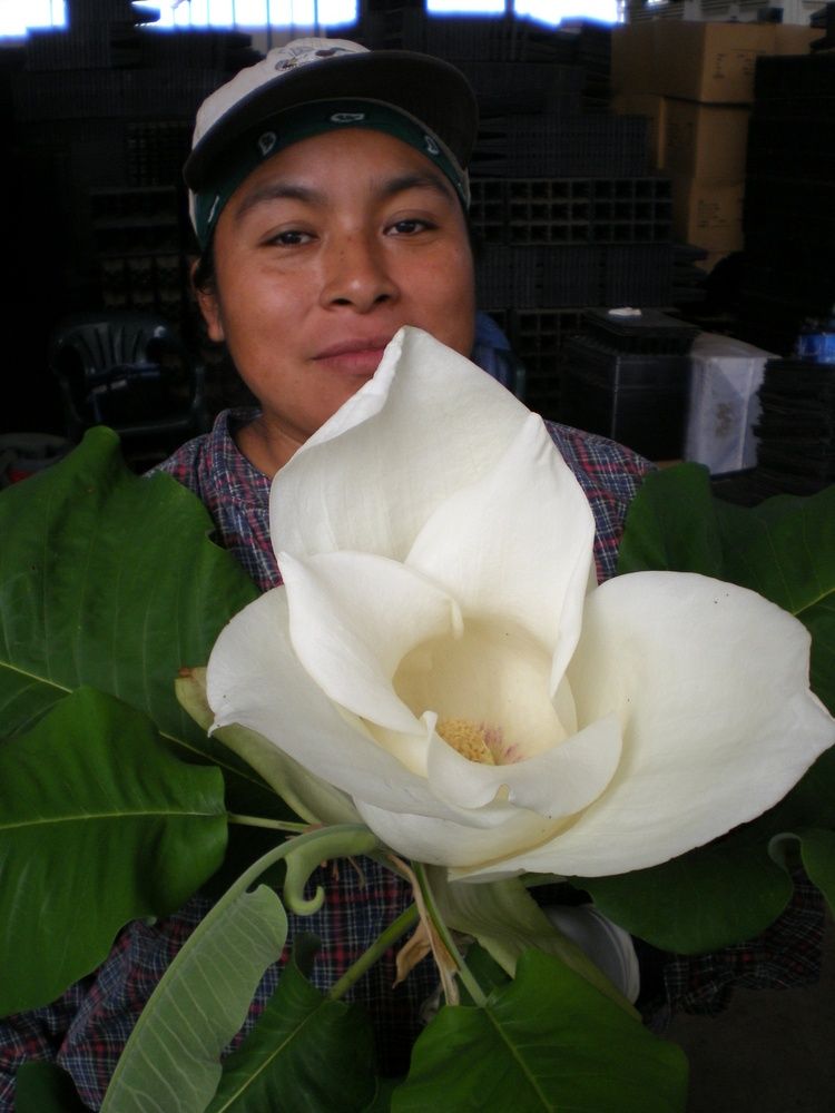 Магнолия Крупнолистная  Magnolia macrophylla