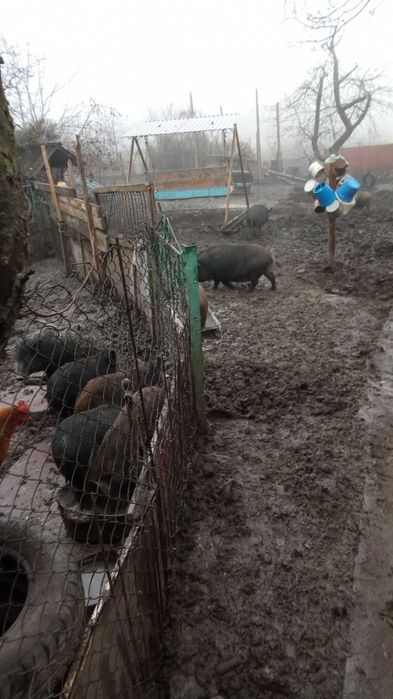 Продам Поросят КАРМАЛИ Вага різна