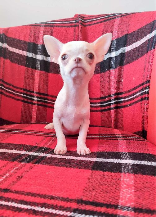 Суперська дівчинка без недоліків