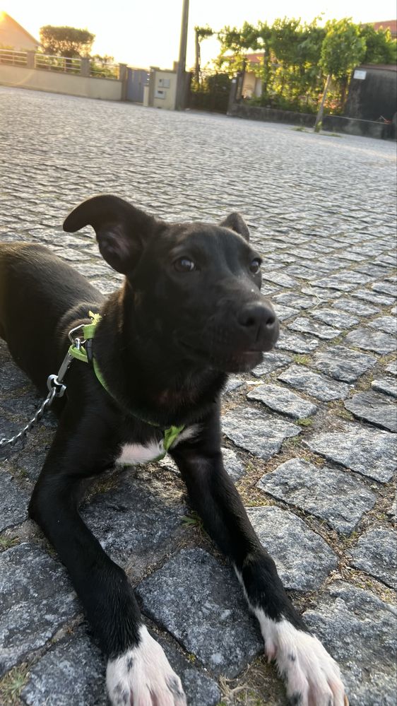 Cadelinha para doar com urgencia