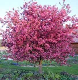 Декоративні рослини: лаванда, сакура, гібіскус, спірея, сирень, и т.д