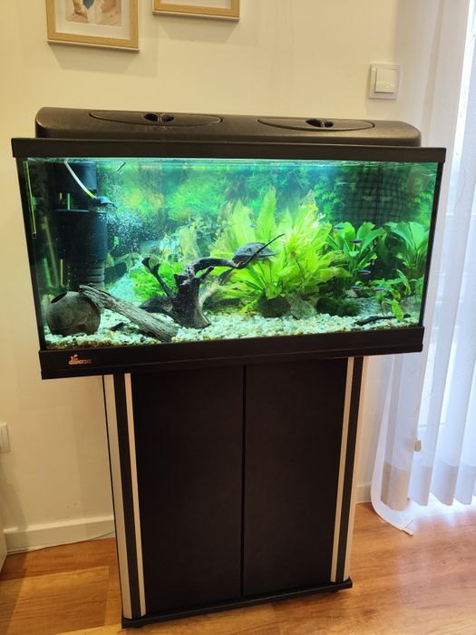 Akwarium Diversa 120l kpl. wyposażenie, ryby, rośliny itd
