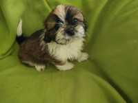 Piesek Shih Tzu tricolor