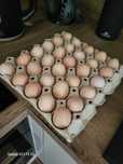 Jajka wiejskie małe 45-53gr