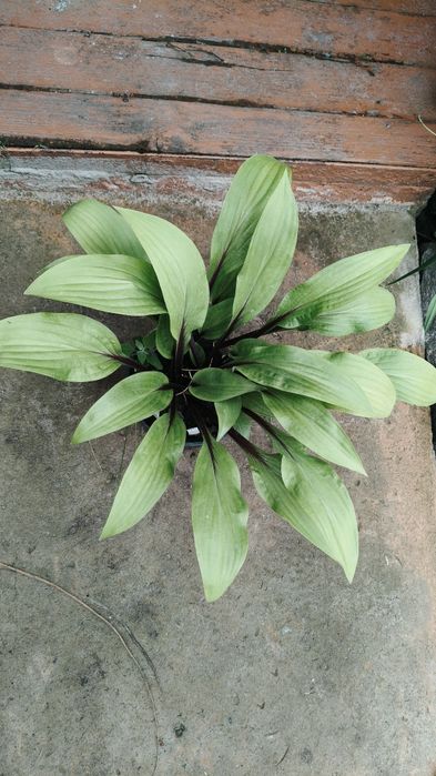 Продам хосту Considering Concordville