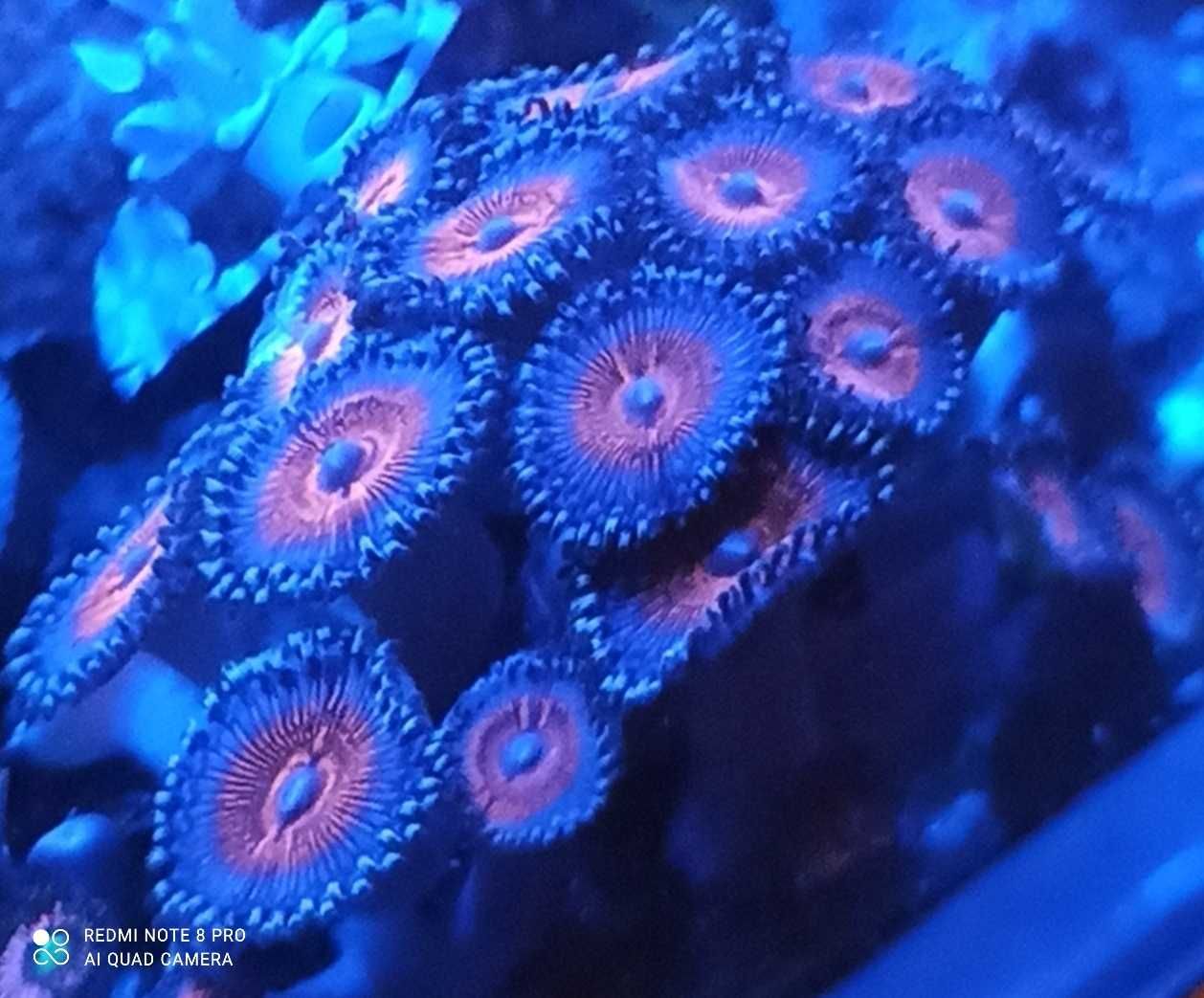 Zoanthus zoa morskie