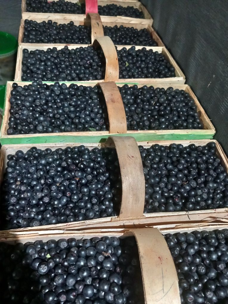 Sprzedam Aronie aronia