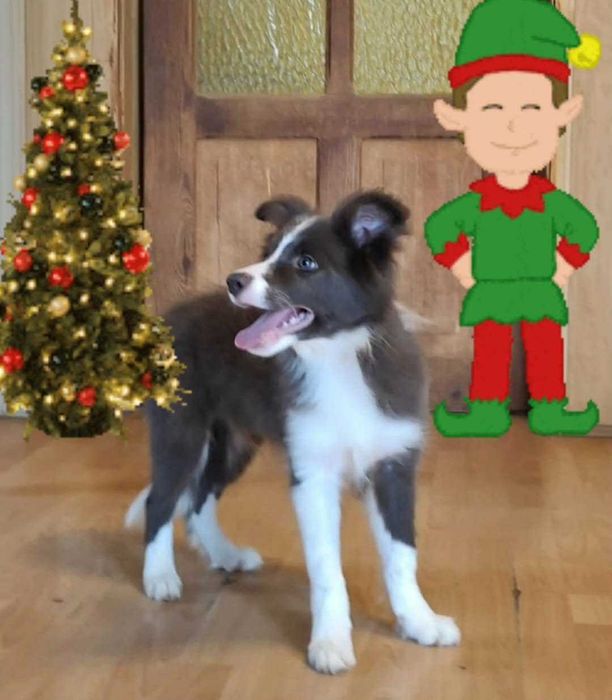 Border collie - niebiesko biały piesek z metryką ZKwP