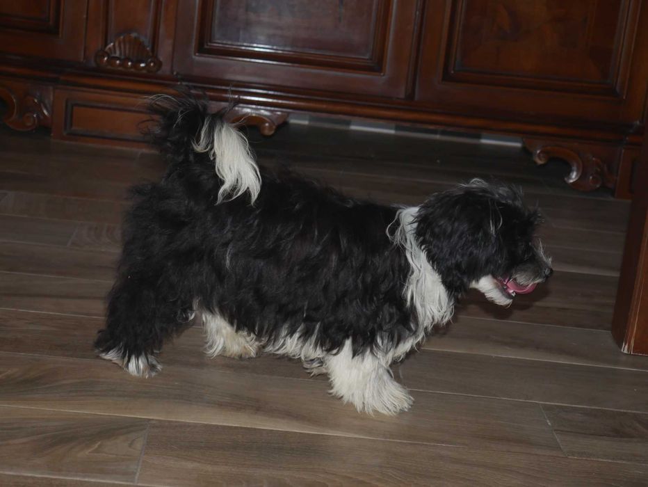 Maltipoo Urocza odchowana sunia