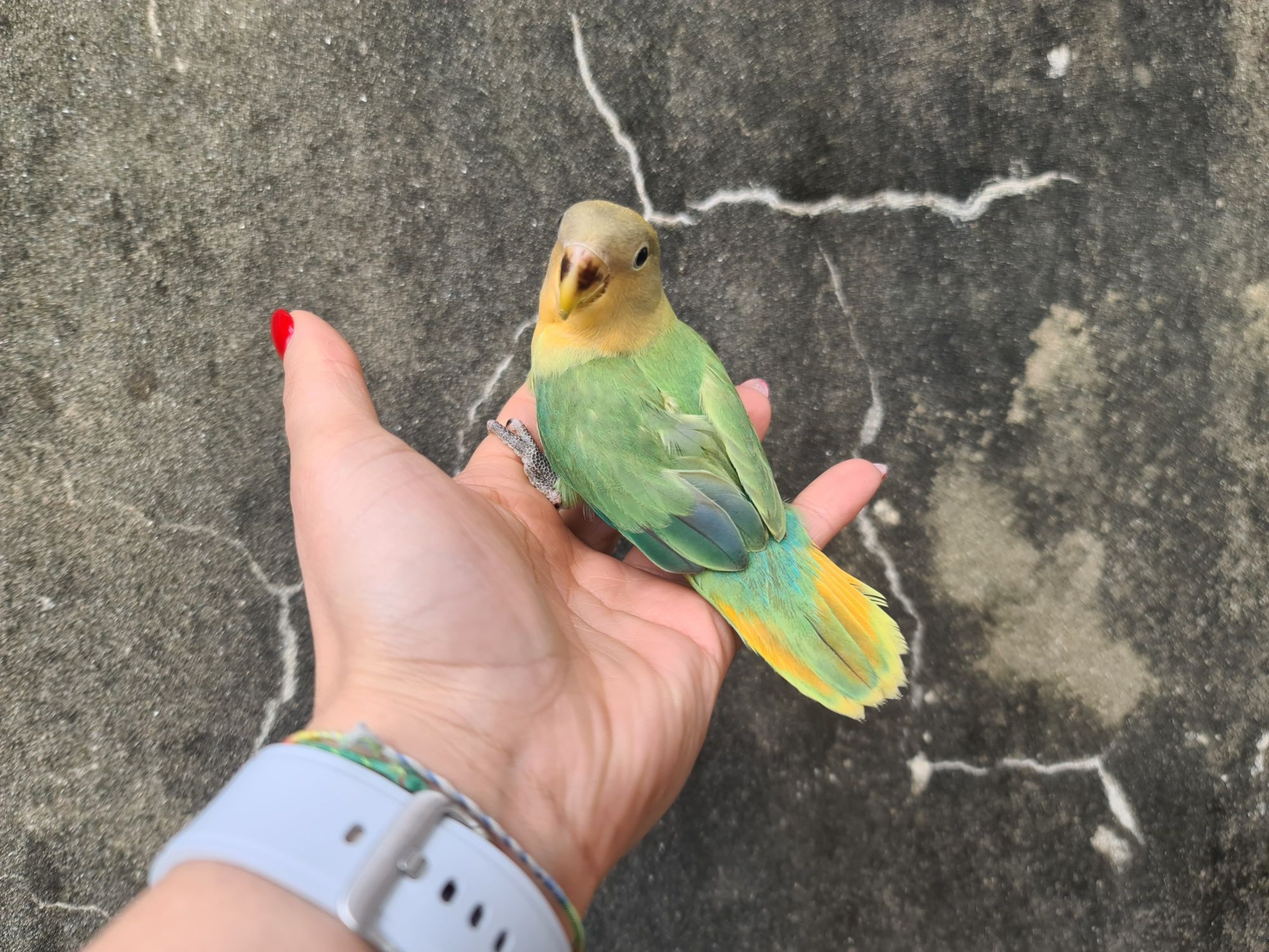 Agapornis Domesticado meiguinho