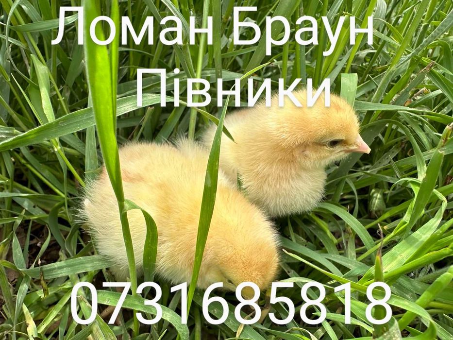 Ломан Браун Сенді Півні Півники Петухи Петушки Курчата Цыплята несушки