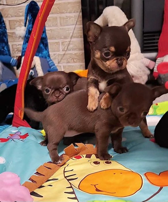 Chihuahua mini czekoladowy z rodowodem