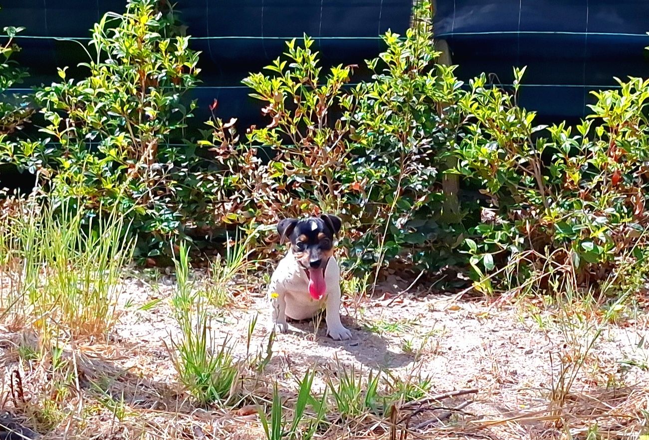 Jack russel de excelente qualidade