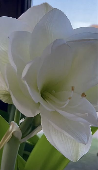 Набор: Три большие луковицы гиппеаструмов разных сортов