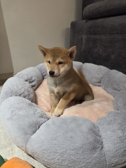 Shiba Inu szczeniak piesek