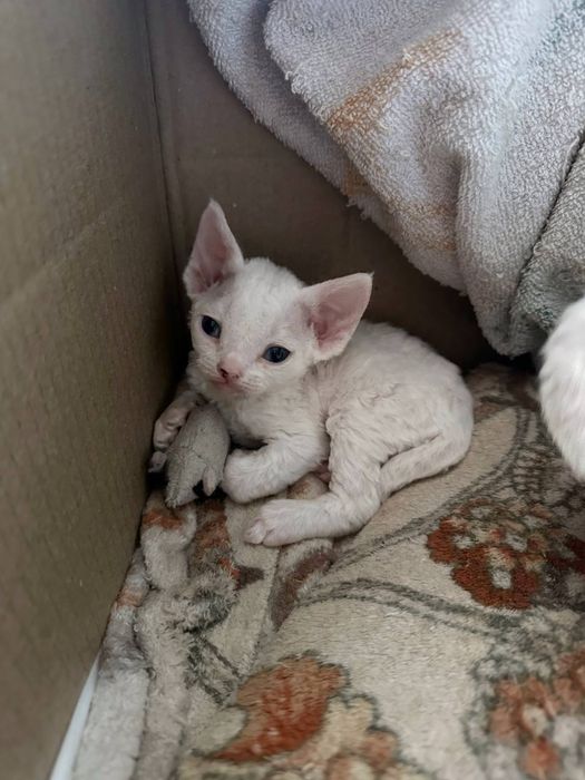 Продам котят породы Девон-Рекс