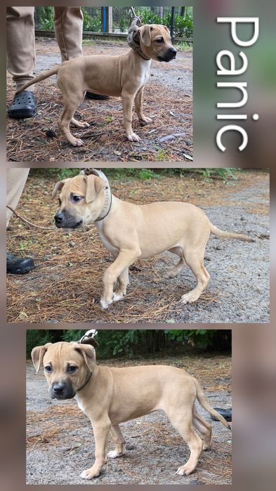 Pitbull,APBT,American pit bull terrier