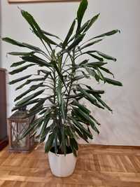 Piękna dracena 130cm wysokości.