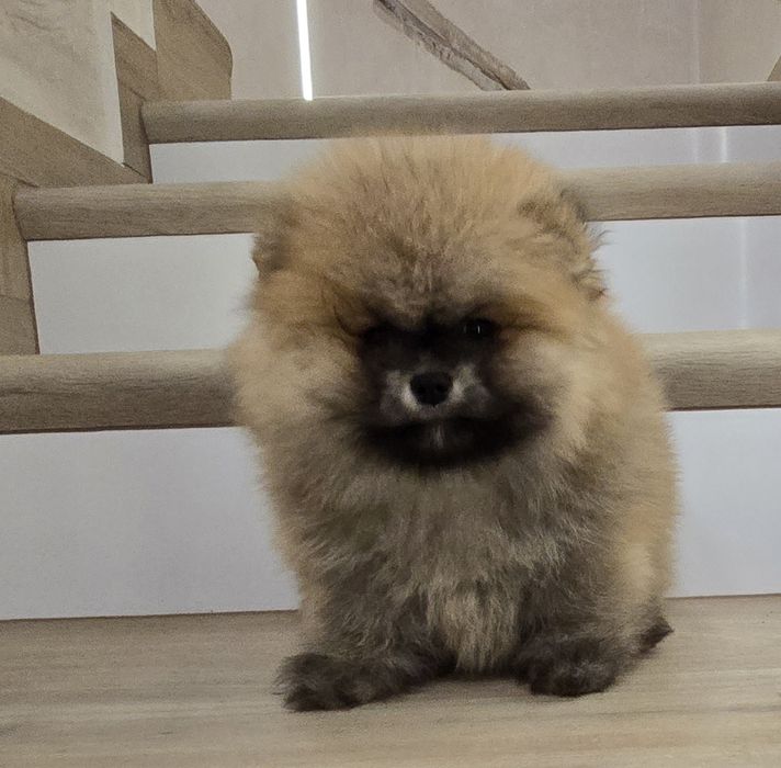 Szpic miniaturowy pomeranian
