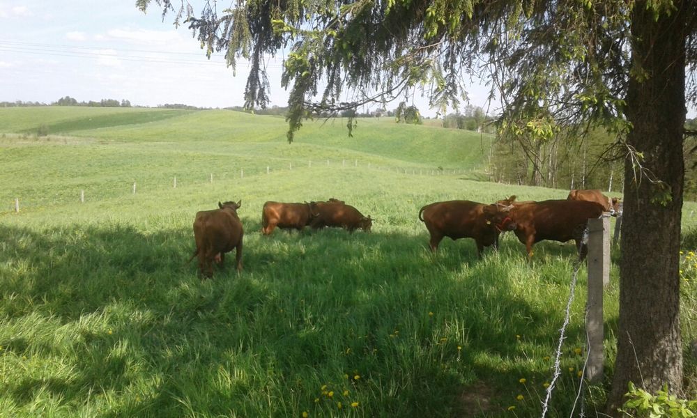 Jałówki rasy Polska Czerwona Zasoby Genetyczne