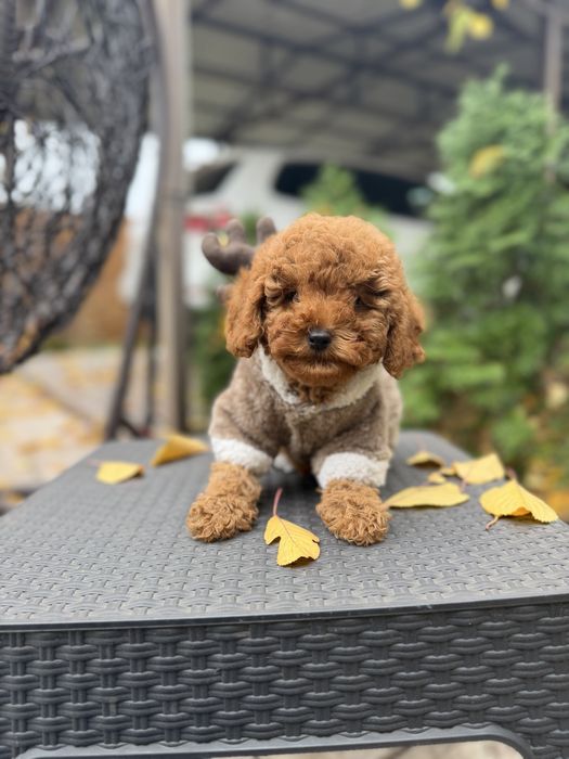 Мальтіпу дівчинки мальтипу