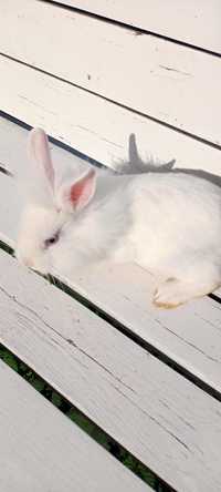 Карликовий торчевухий кролик, Львіноголовий