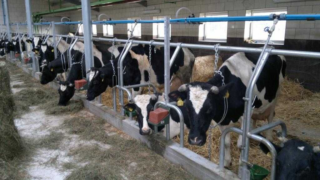 stanowiska dla krów wygrodzenia dla bydła wygrody