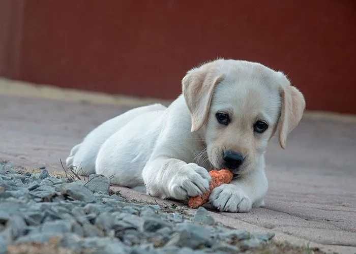 labrador retriever