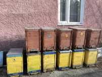 Продам вулики, пасіку Кринички