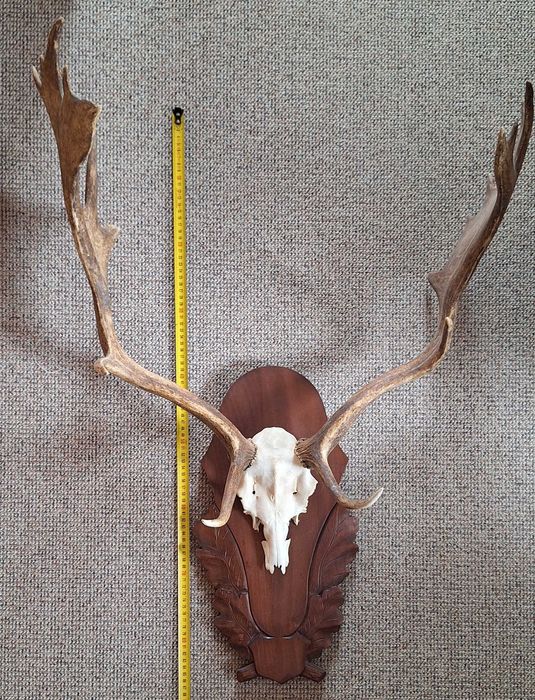 Poroże na ozdobnej desce [nr1]