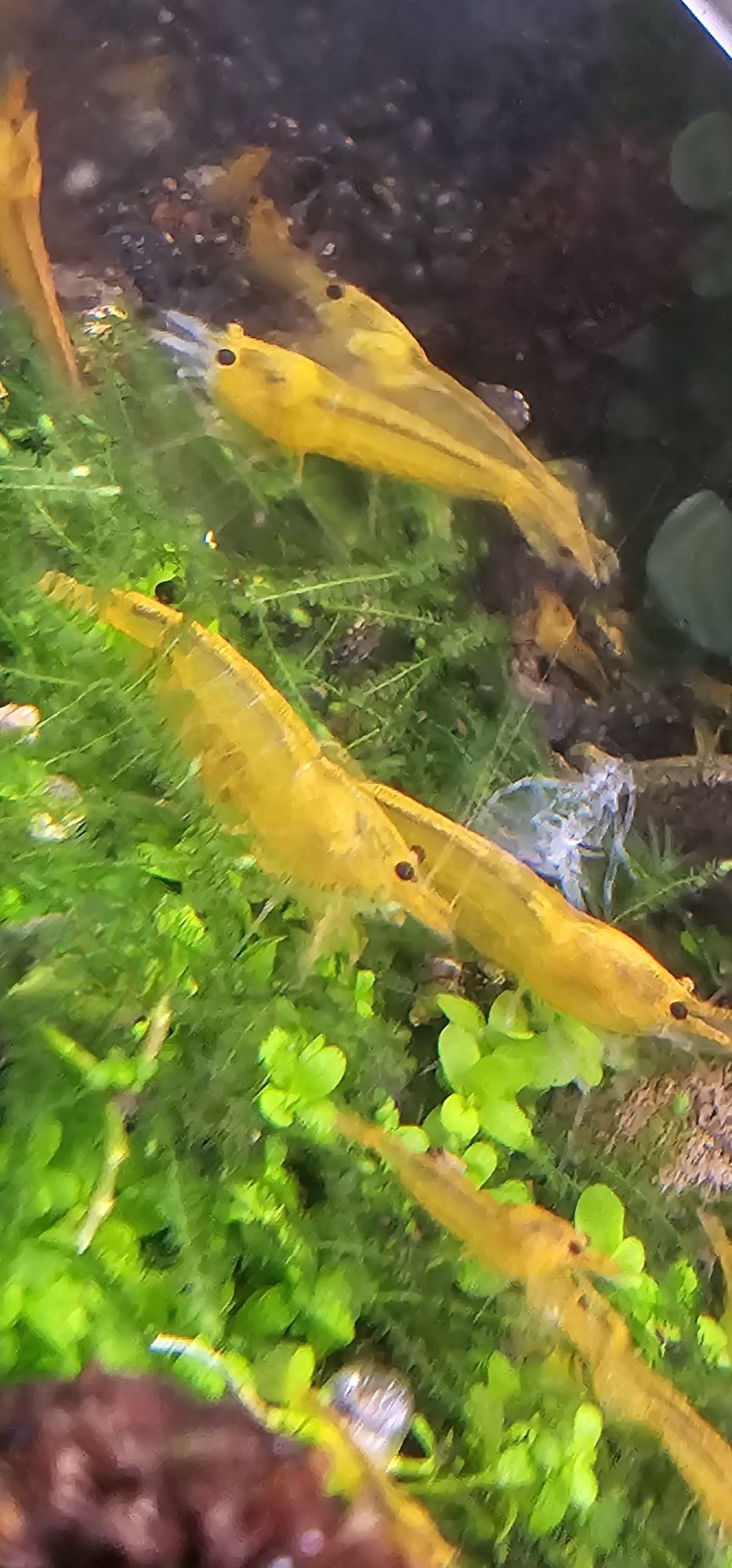 Camarões Caridina Yellow King Kong Juvenis