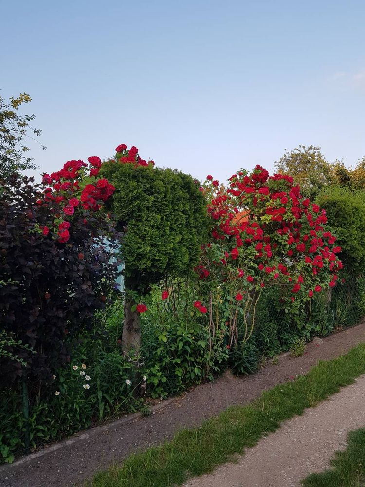 Ogródek działkowy ROD ul. Mickiewicza