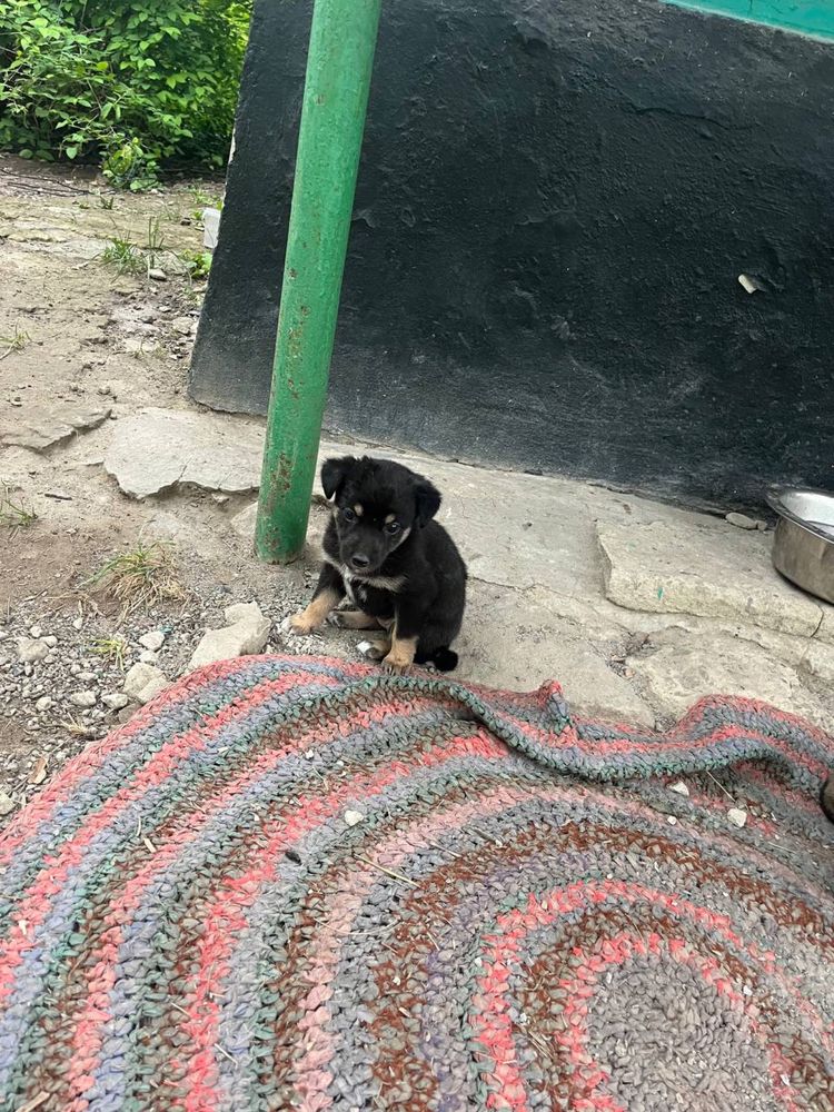 Віддам в добрі руки