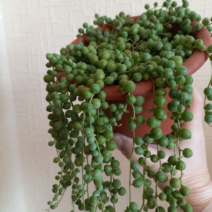 Хрестовик Роулі суккулент, очиток Моргана  алоє тигрове