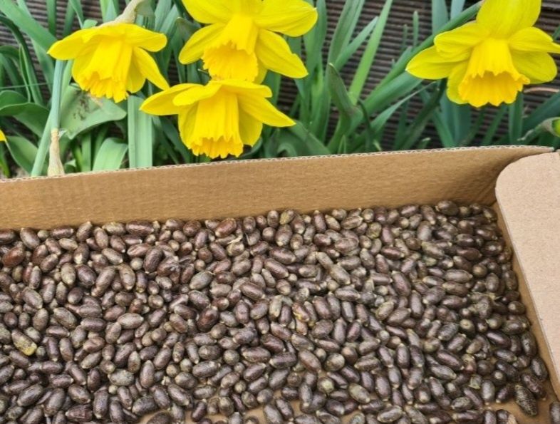 Kokony murarka ogrodowa  Szczecin