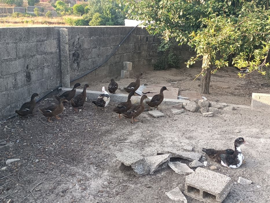 Patos reais adultos