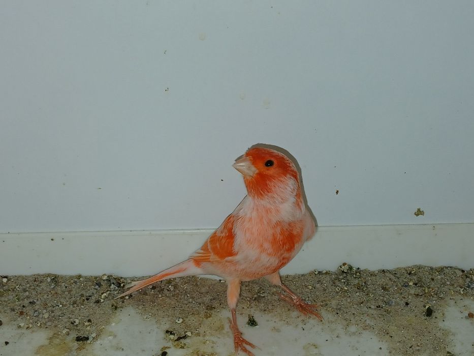 Kanarki mozaika czerwona