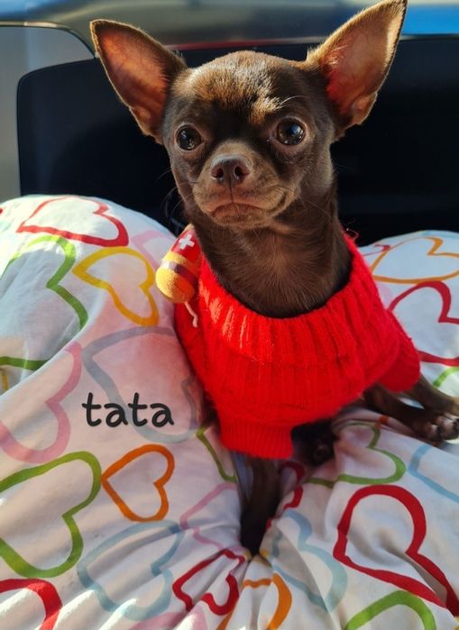 Reproduktor chihuahua Charli