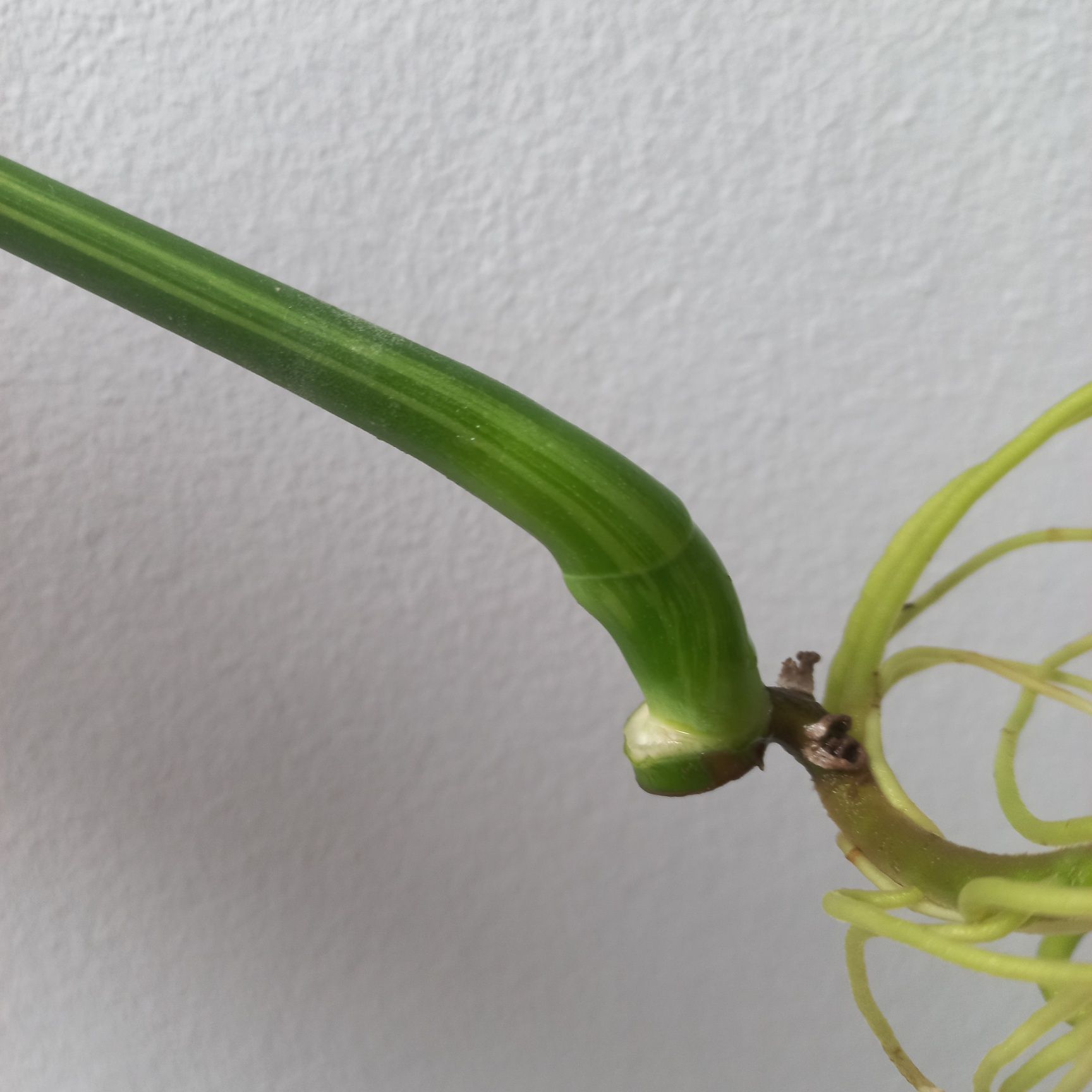 Monstera GOG Green On Green