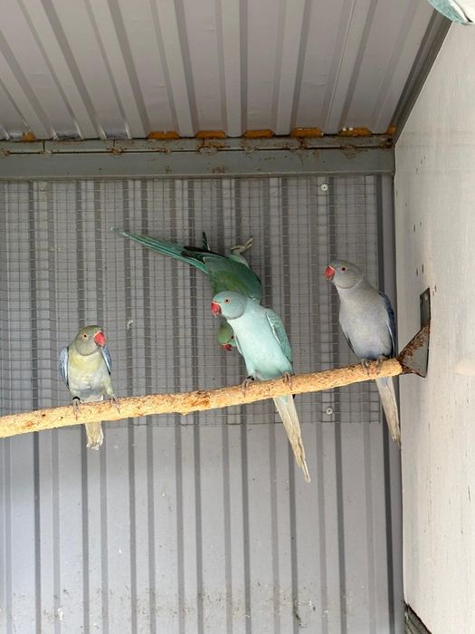 Aleksandretty obrozne