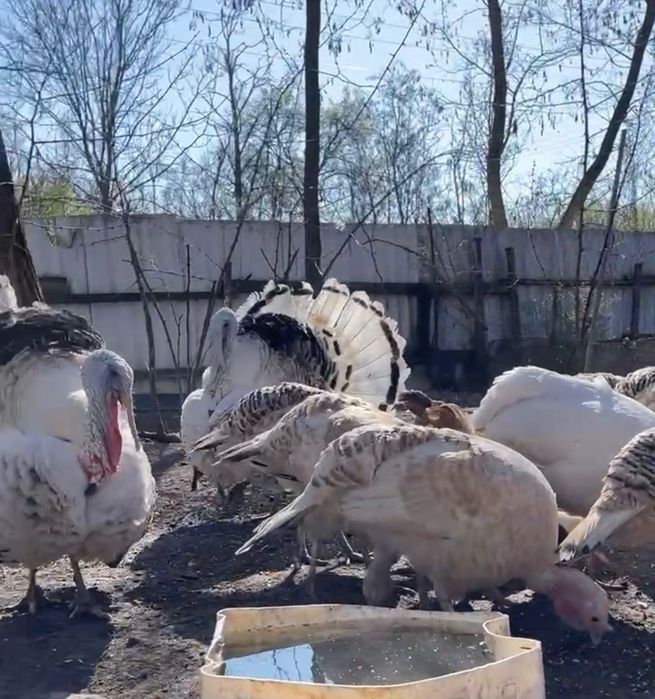 Жива домашня птиця