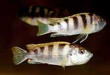 pyszczak labidochromis perlmutt SKLEP ŻYRAFA