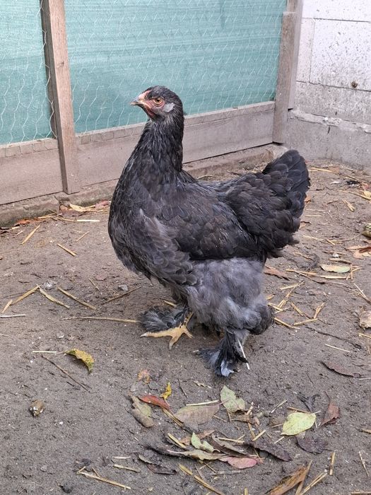 Sprzedam 2  Kogut I  3 kury Brahma