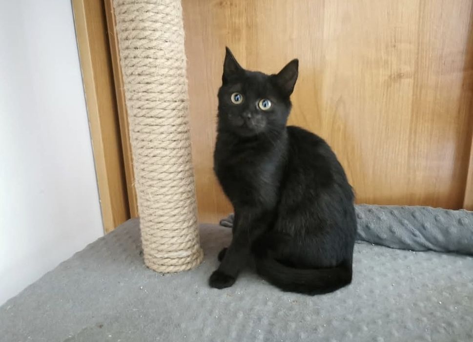 3 miesięczna koteczka szuka domu