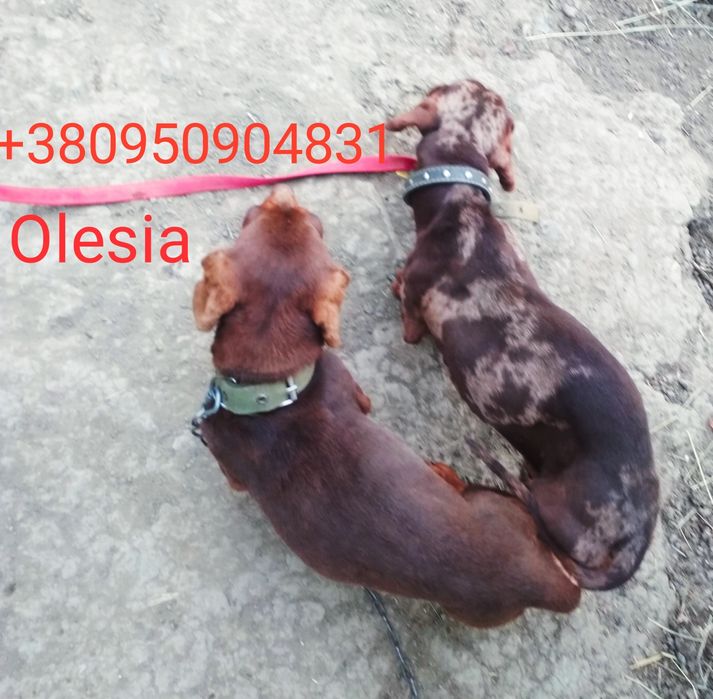 Продається міні красуня шоколадна