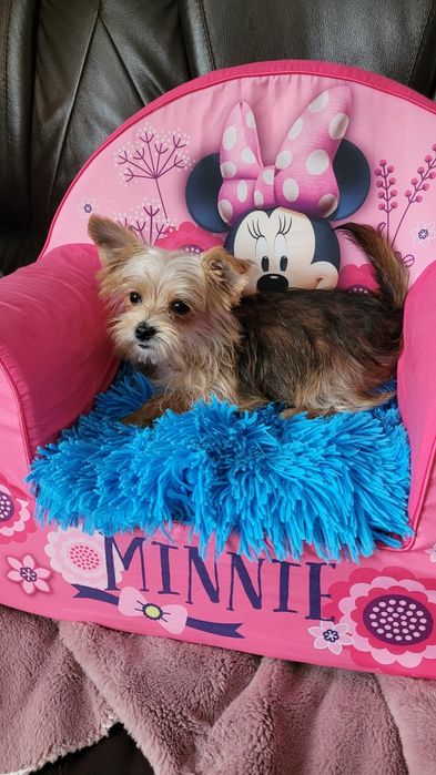 York maleńki piesek z wyprawką