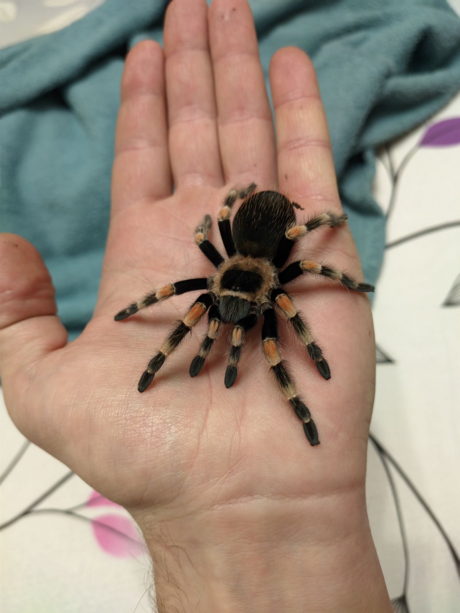 Паук-птицеед Brachypelma Hamorii 10L + террариум